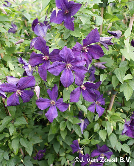 Clematis Viticella-Ryhm� 'Polish Spirit', tarhaviinik�rh�